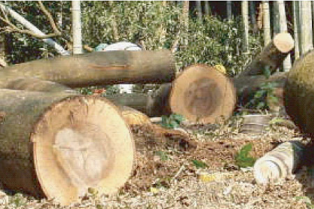 木材系産業廃棄物